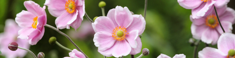 anemone, anemones,